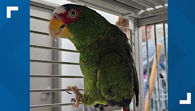 A foul-mouthed parrot named Pepper is looking for a home