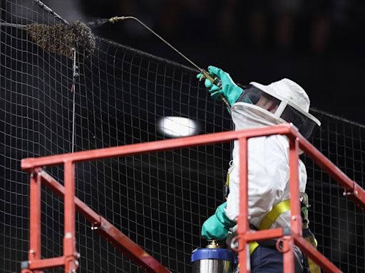 Dodgers-Diamondbacks delayed by bee swarm at Chase Field