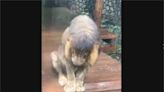 壽山動物園非洲獅"小辛"低頭淋雨 網友:被老婆趕出來?