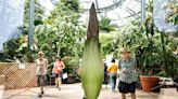 A rare corpse flower is set to stink up the Huntington with the smell of dead rats