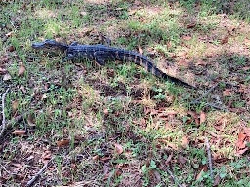 Gators stalking the Brazos River in Waco