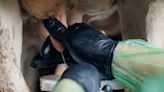 How a spring-block herd tackled heifer mastitis - Farmers Weekly