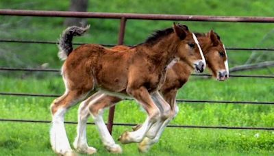 Warm Springs Ranch welcomes 15 new foals