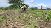 Kenya's dramatic flooding sweeps away a central part of the economy: Its farms