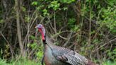 Nearly 13K wild turkeys checked during spring hunting season