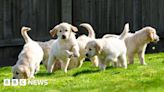 Golden Retriever Experience in Somerset loses operating licence