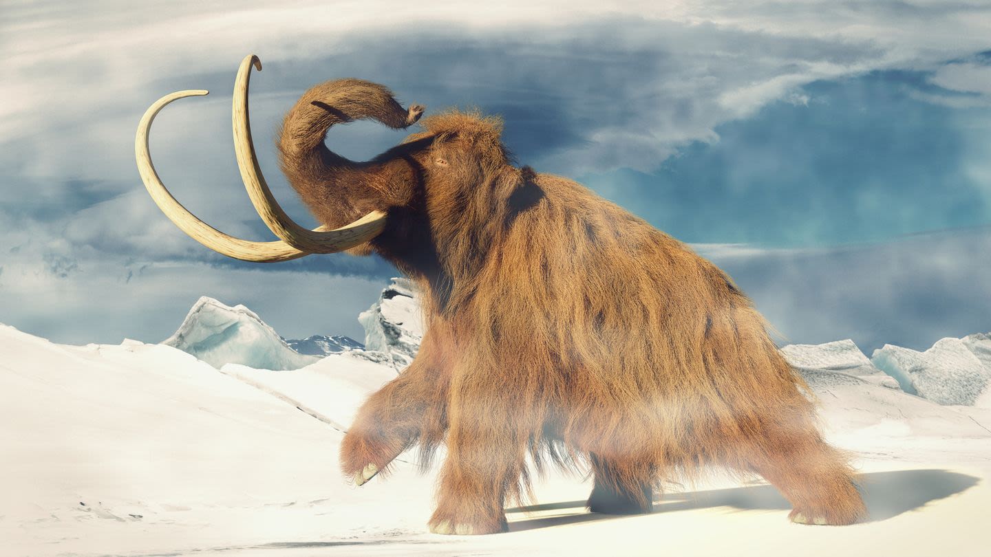 A Piece of Evidence May Explain Why the Woolly Mammoth Disappeared So Suddenly