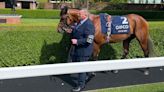 Newmarket paddock notes from the QIPCO 2000 and 1000 Guineas
