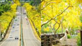 黃金雨「阿勃勒」來襲！南部６大賞花祕境：台南最美公路、河堤旁金色隧道