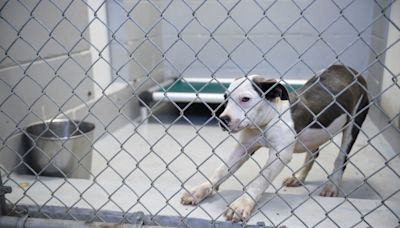 Augusta volunteer, officials question need for Best Friends at animal shelter