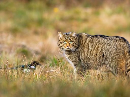 Nature charities warn John Swinney he's running out of time on delayed eco law to save Scotland's wildlife