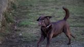 Chocolate Labrador Hailed a Hero After Locating and Alerting to Missing Fugitive in Backyard