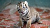 Un cachorro de tigre de Bengala llega al Zoológico Nacional de Cuba