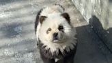 Zoo Dyes Chow Chow Dogs to Look like Pandas and Exhibits the Pups as 'Panda Dogs'