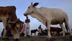 Seoni Cow Slaughter Case: Accused Wanted To Incite Communal Riots