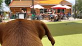 Pub Dog up for 10 best dog bars in the U.S.