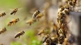 Bees Multiplying Due to Heavy Rains Are Becoming a Threat to People