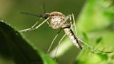 Liberaron millones de mosquitos en Hawái para salvar a una especie de ave en peligro de extinción