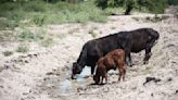 Denuncian que frenaron el envío de agua a una región donde murieron decenas de vacas por la sequía