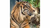 Honolulu Zoo is now home to a new male Sumatran tiger | Honolulu Star-Advertiser