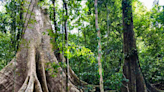 ‘Secretive’ creature fell from treetops near scientists in Vietnam. It’s a new species