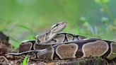 Ball python sighting spurs wildlife warning for Alberta campgrounds | News