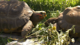 Alberta tortoise keeper stockpiling weeds for winter feeding: 'They're like pigs'