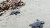 Endangered Sea Turtles Found Nesting in Louisiana for the First Time in 75 Years