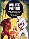 White Pongo