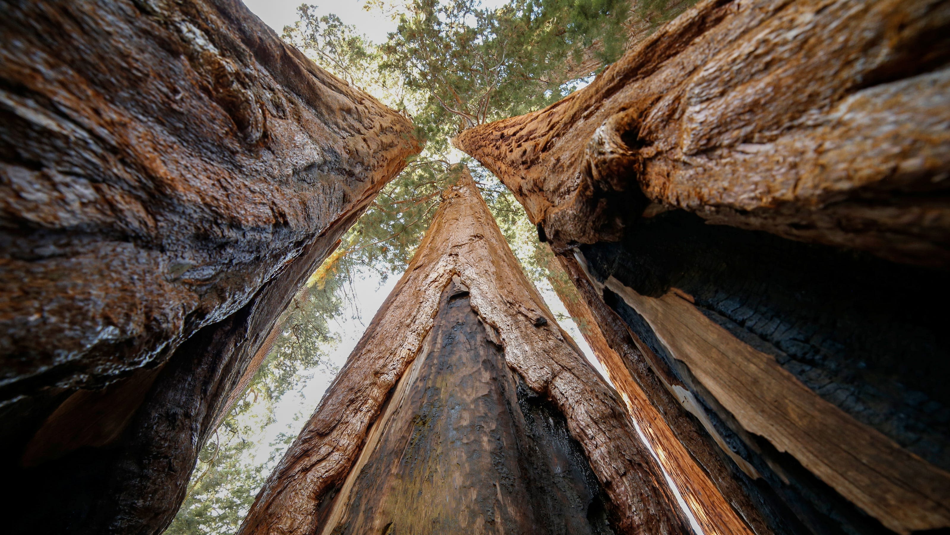 Sequoia National Park’s giants are the friendly type. Hugs are welcome.