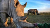 El hito de Curra. La subrogación del vientre de una rinoceronte blanca podría salvar de la extinción a esa especie