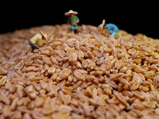 China approves first gene-edited wheat in step to open up GM tech to food crops