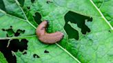 Slugs 'won't go near' your garden with clever £5 hack achieved in minutes