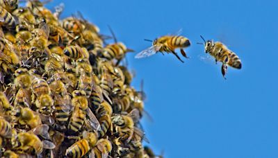 Arizona golf course worker killed by swarm of bees while mowing