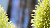 Pussy willow's first flowers vital to insects emerging from hibernation