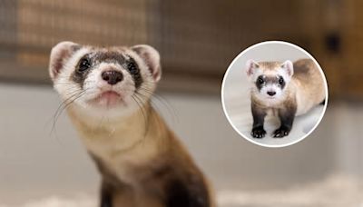 Ferret Once Thought Extinct Has Been Cloned