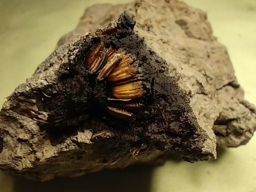 Inesperado hallazgo en San Pedro: encontraron una flor de 1000 años y es la primera de su tipo en la Argentina