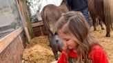 After hiatus during pandemic, Doebel's petting zoo is back for 2023 Christmas season