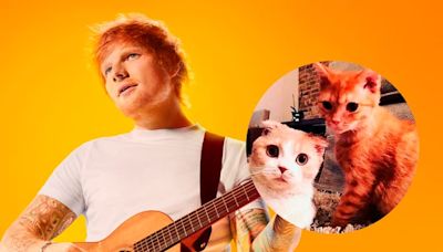 Calippo y Dorito, los famosos gatos de Ed Sheeran que son furor en las redes sociales