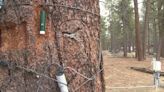 Flagstaff researchers use NASA satellites and tagged trees to help prevent wildfires