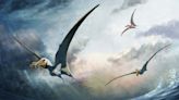 Australian pterosaur had a huge tongue to help gulp down prey