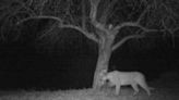 Cougar killed by bowhunter in Buffalo County