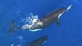 Graphic video shows orcas hunting and eating dolphins near San Diego. Orca scientist says they just like playing with their food.