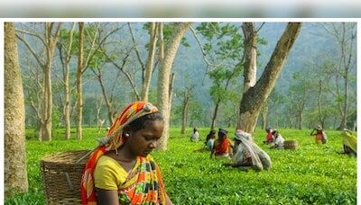 Tea industry seeks higher RoDTEP rates to make exports competitive overseas