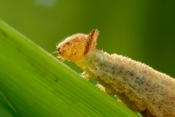 Like mother, like daughter: How caterpillars pass | Newswise