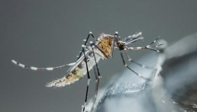 City monitors mosquito traps as summer temperatures heat up