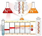 Semiconservative replication