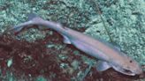 New Species Of Shark Discovered In New Zealand