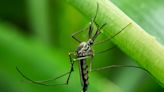Study Confirms Mosquitoes Prefer Biting Some People Over Others
