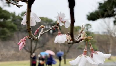 賞櫻再等等！東京櫻花仍未開花 外國客撲空